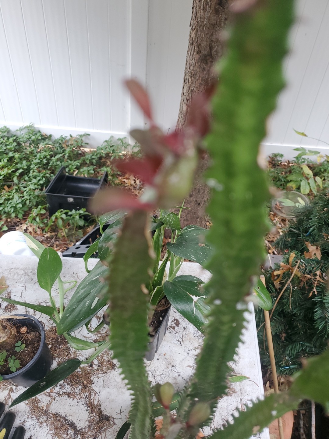 4 pack 12″ – 28″ Tall Red Euphorbia Trigona Red Live Succulent Cactus