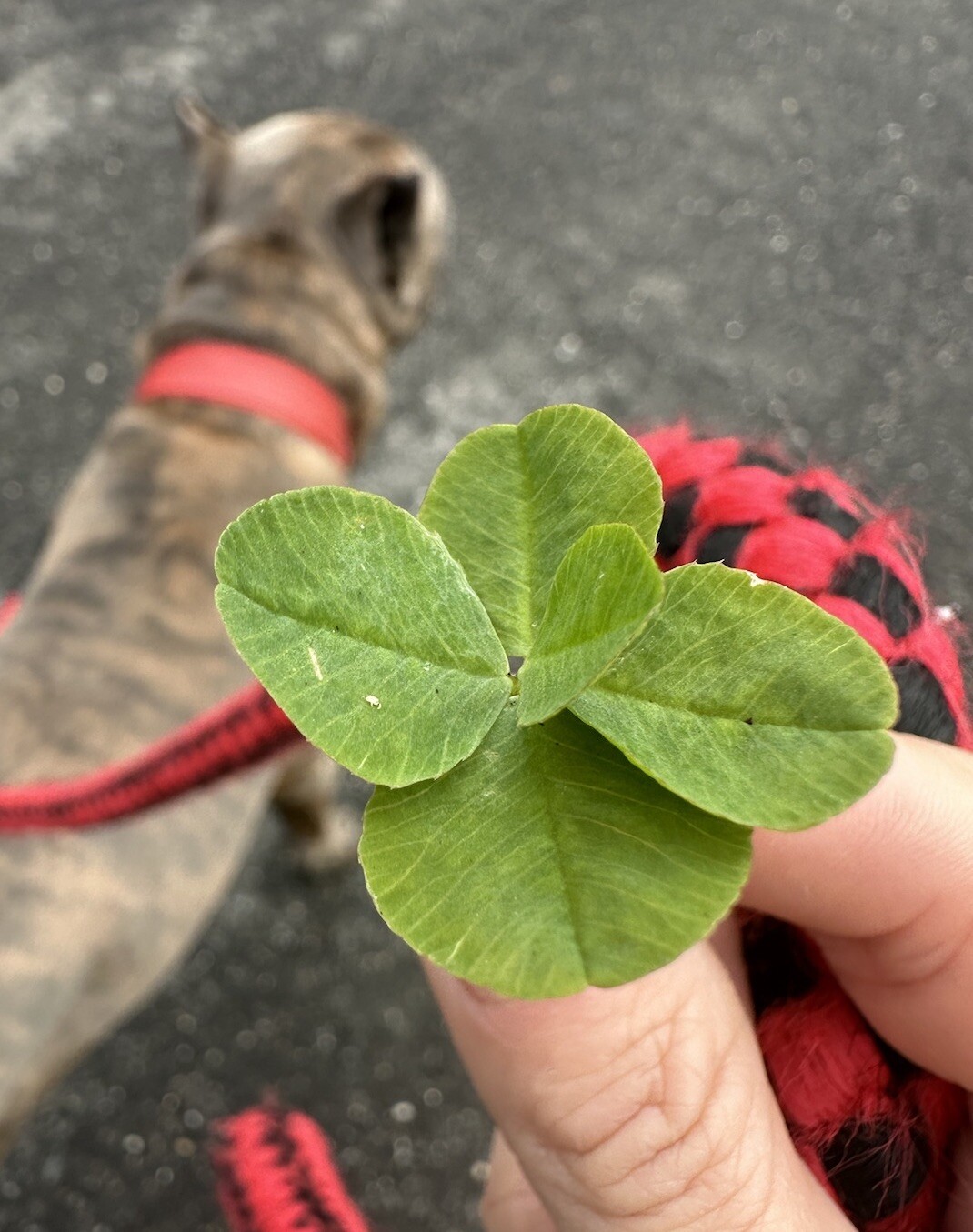 🍀RARE REAL 5 Leaf Clover 🍀 Hand picked – GREAT Gift – LUCKY 🤩