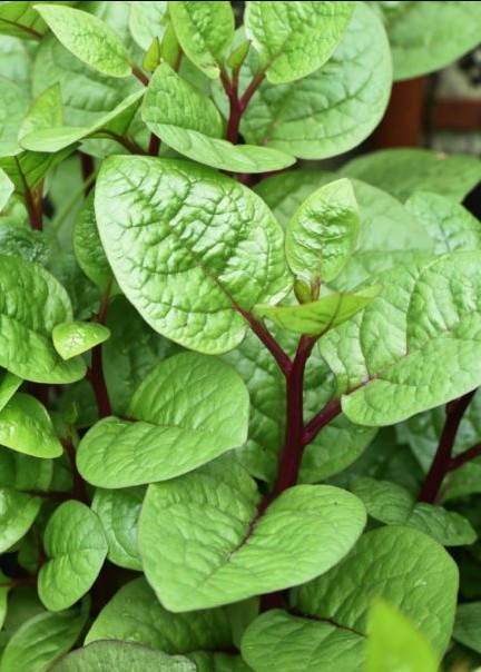 5 Gr (200 Seeds) Red-Stems Malabar Spinach Seeds for Planting, Basella Seeds