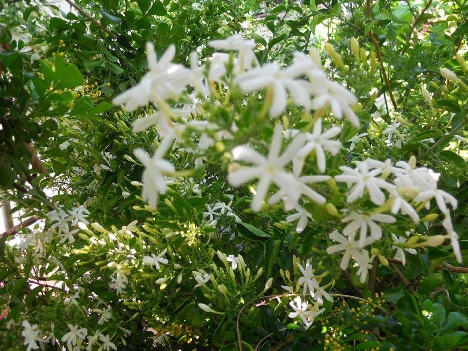 Jasminum auriculatum Jui live plants