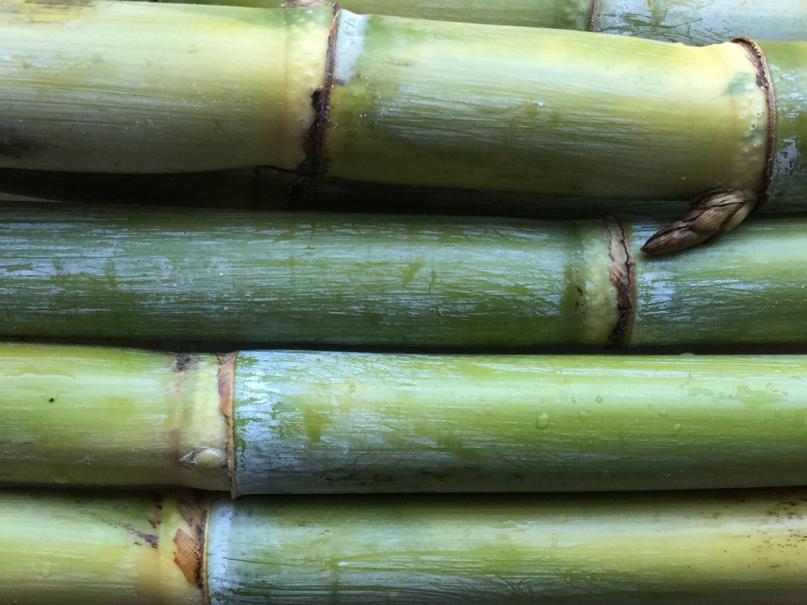 5 Sugarcane Cuttings Sugar Cane Plant, Ready To Root and Grow