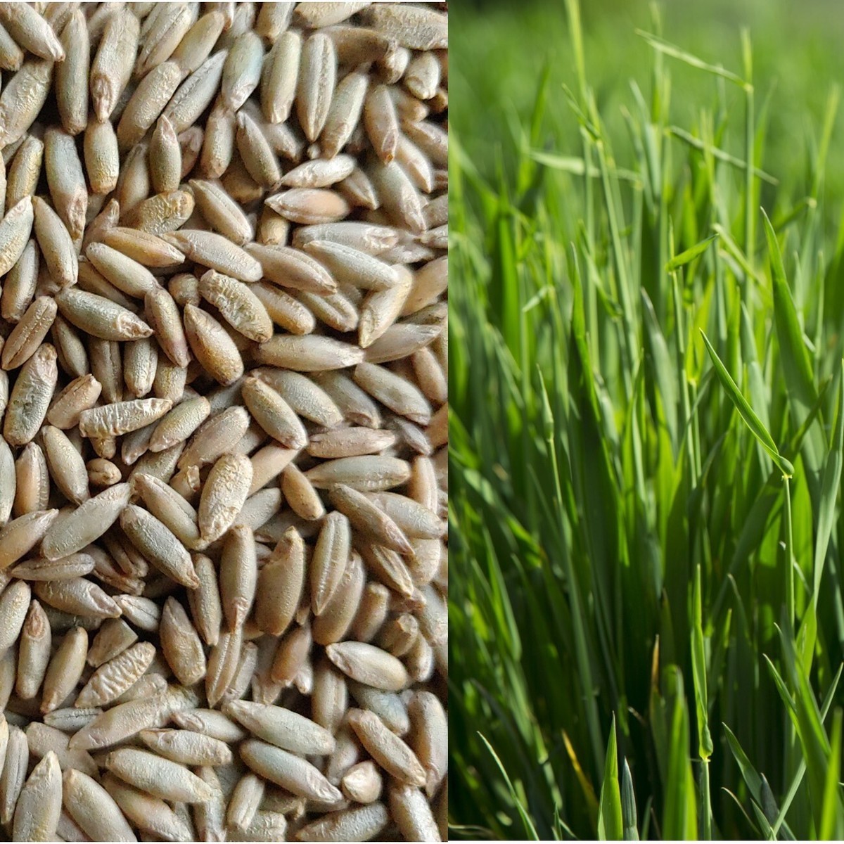 Annual Rye Grass Seed, (5 lb. Pack), Grass Seed, Cool Season Gulf Rye Grass Seed
