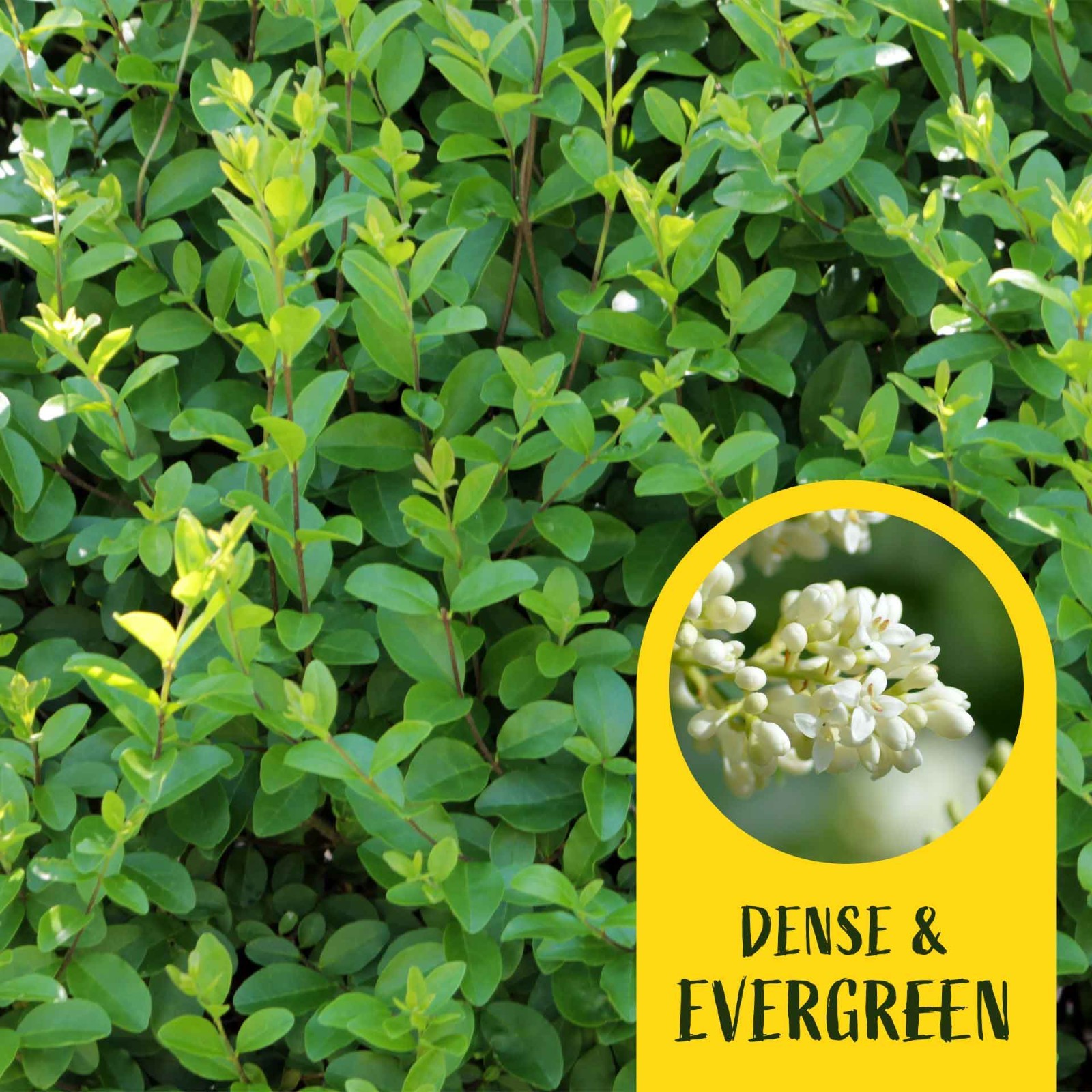 2 Lodense Privet Plants in 3.5″ Cubes, Compact Dwarf Evergreen Shrub (Ligustrum)