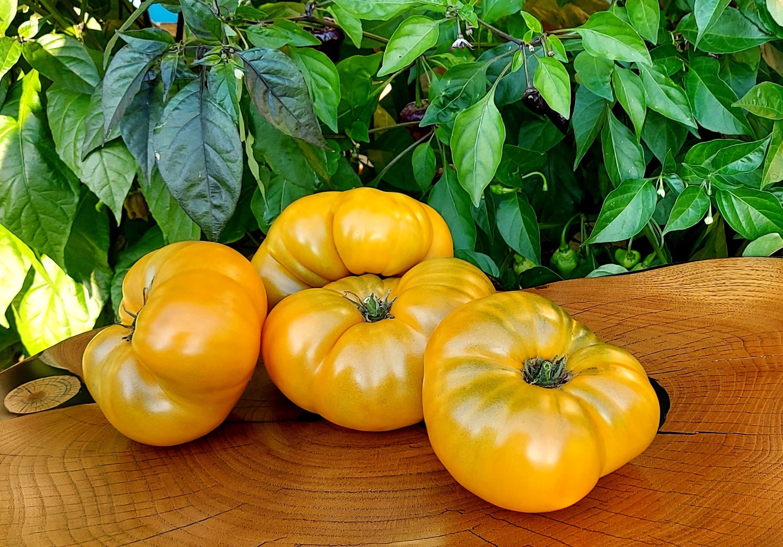 10 seeds Uluru Ochre DWARF Tomato Variety ORGANIC DTP beefsteak