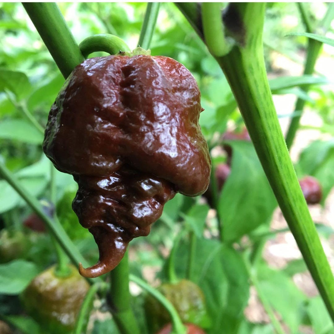 7 Pot Douglah Hot Pepper, 10 Seeds Caution *HOt* Free Shipping!