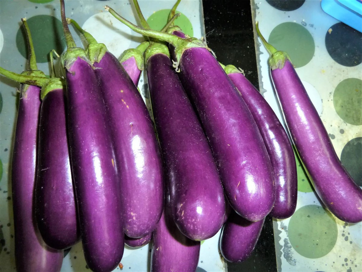 200+ LONG PURPLE EGGPLANT SEEDS – HEIRLOOM – ORGANIC ~ NON-GMO