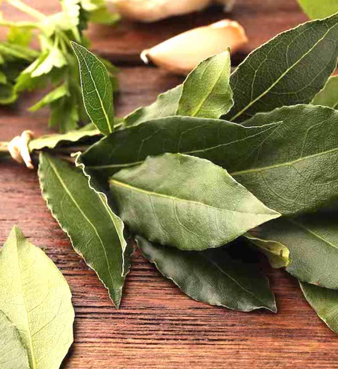 4 Live Bay Leaf Trees – Laurus nobilis – 12″ Tall – 3″Pots – Culinary Herb Trees