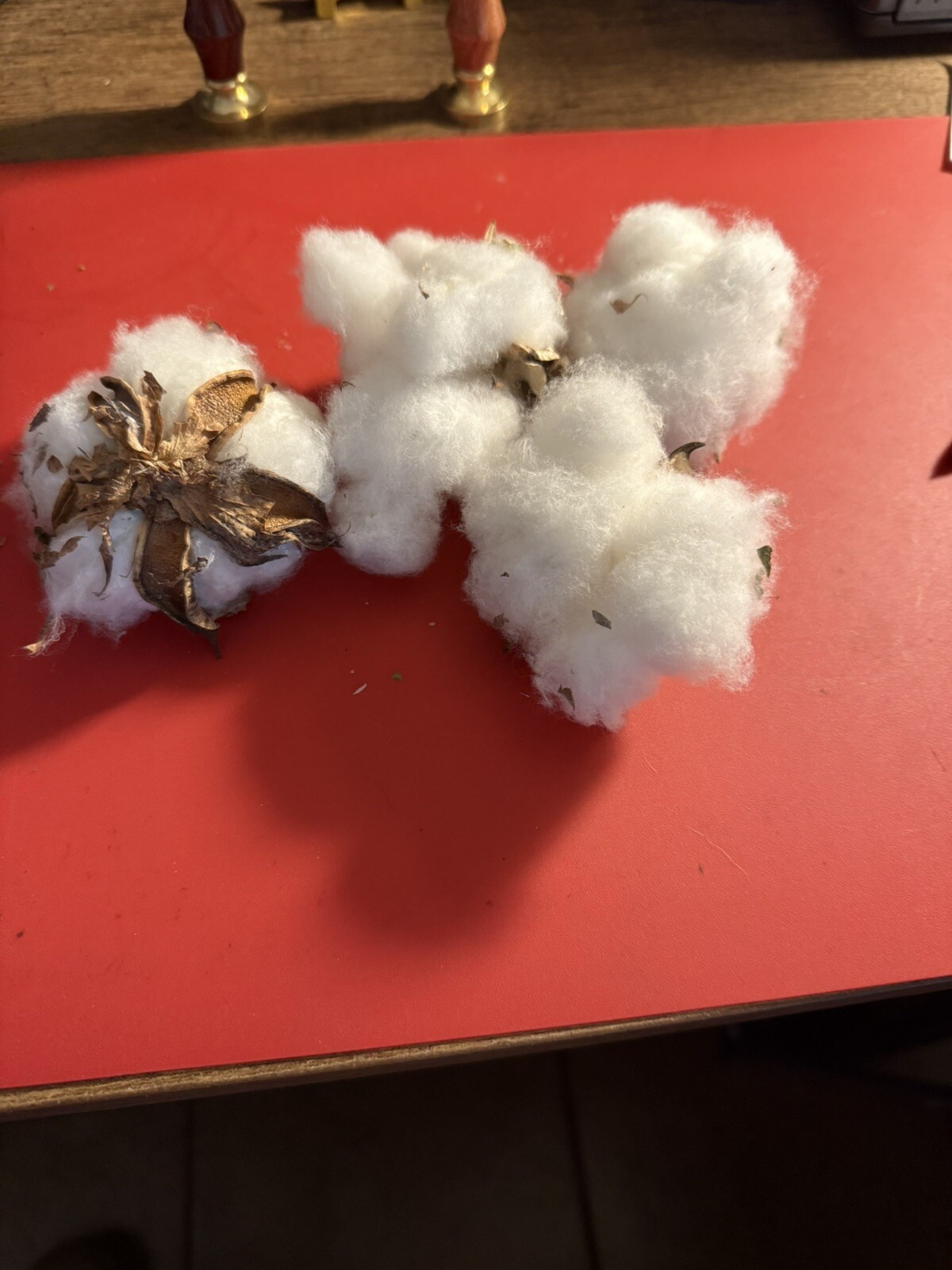U. S. Cotton Bolls 100+ Seeds. 4 bolls w/viable seeds. Novelty or grow. Non-Gmo