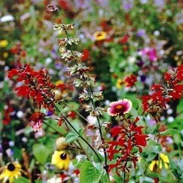 Outsidepride Texas & Oklahoma Wildflower Seed Mix – 1 lb. 1 lb.,