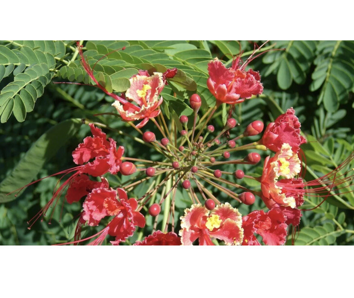 25 Pride of Barbados Seeds, Caesalpinia Pulcherrima, Red Bird of Paradise