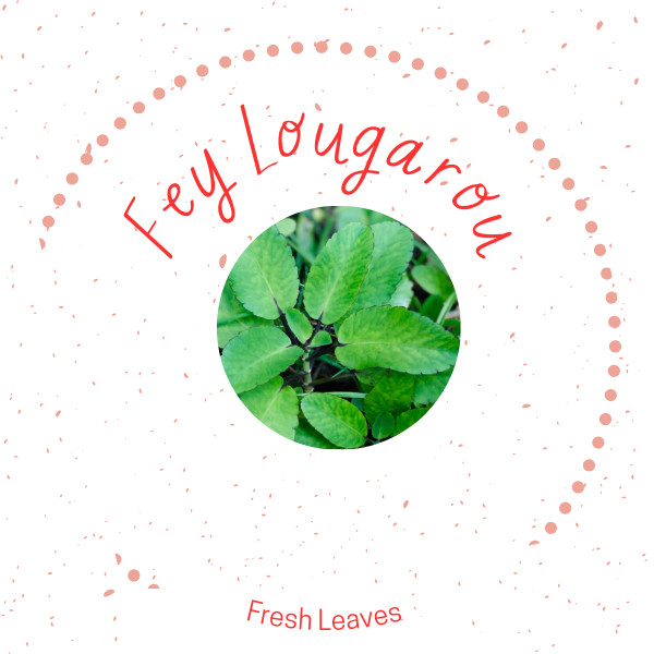 FEY LOUGAROU 10 FEY miracle leaf air plants Bryophyllum Pinnatum 10″ Lougarou