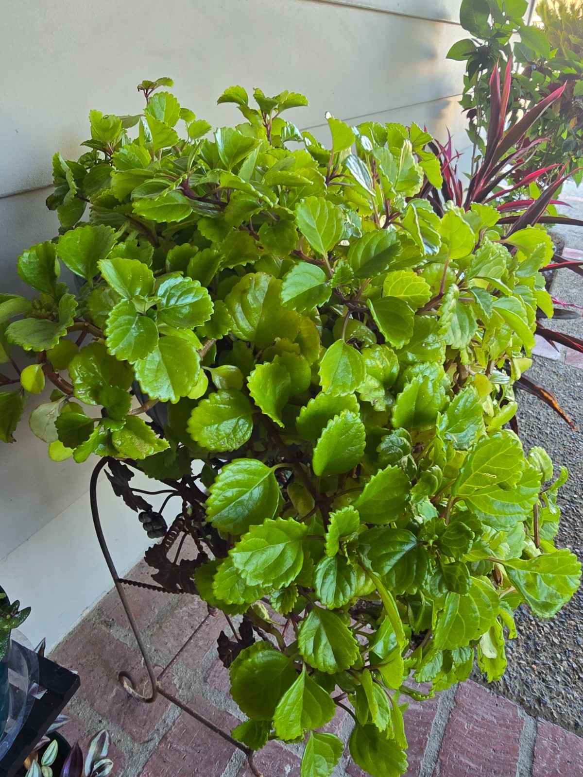 Swedish Ivy| Plectranthus Verticillatus| Live Plants Rooted in 4″ Nursery Pot