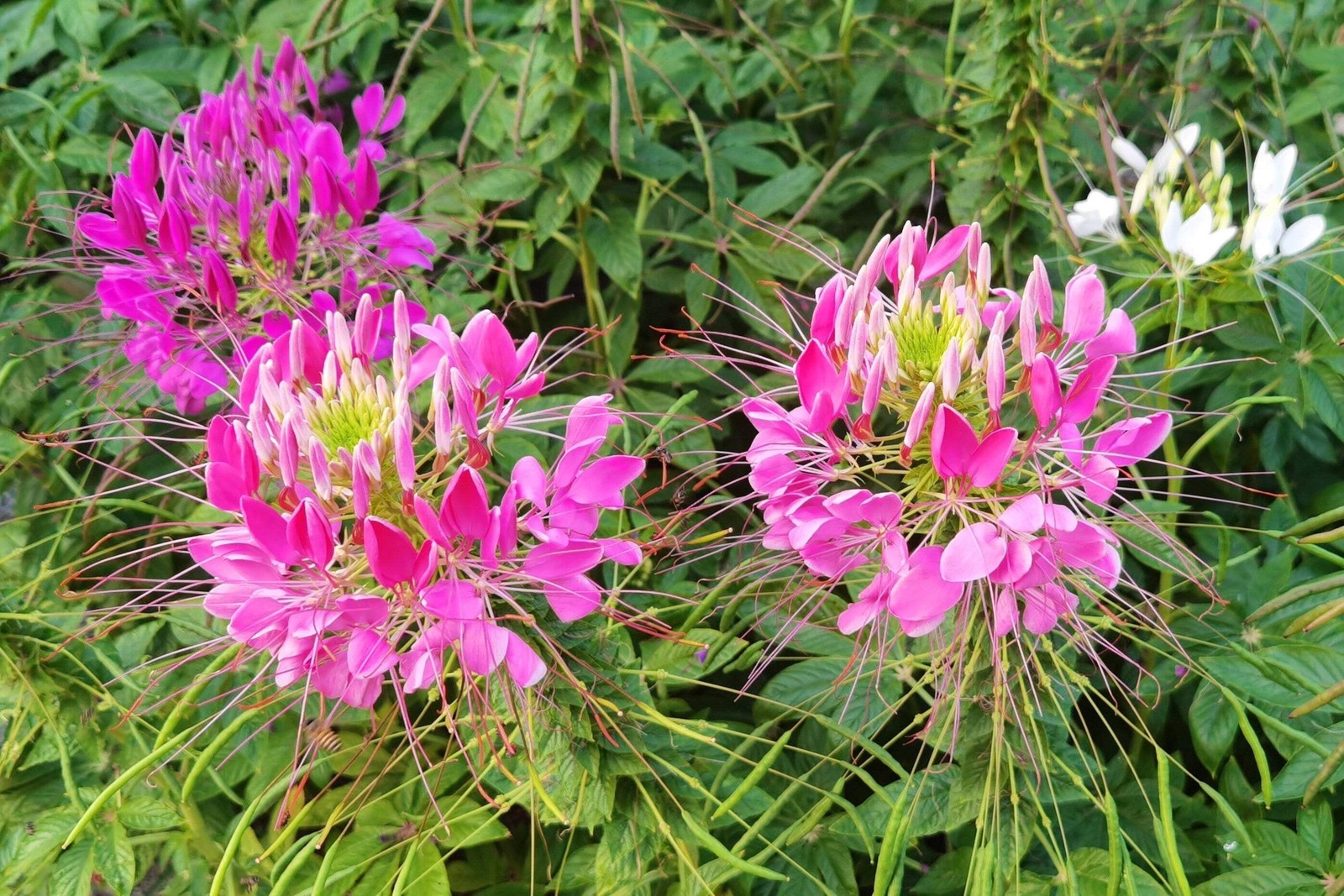 200 ROSE QUEEN CLEOME Hassleriana Cleome Spinosa Pink Spider Flower Seeds