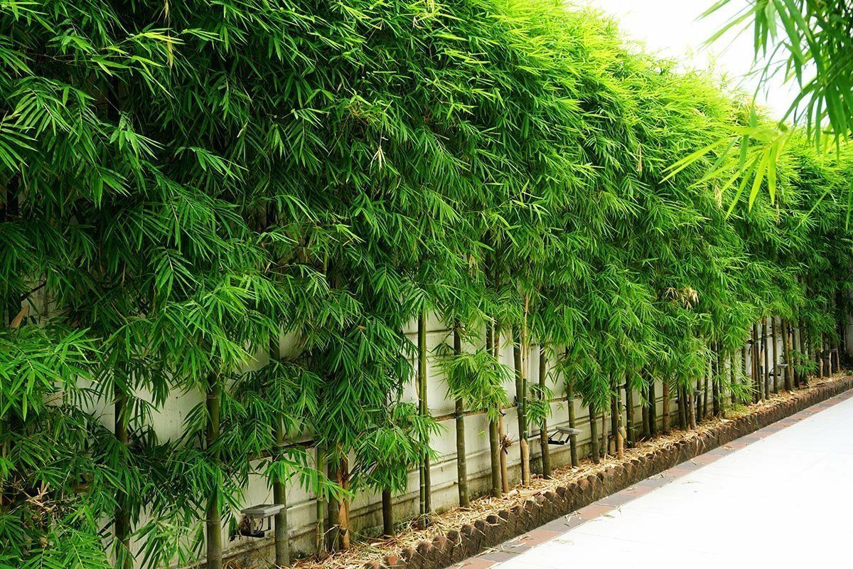 Lady Finger Clumping Bamboo /Bambusa -1 Value Priced Division / Rhizome / Plant