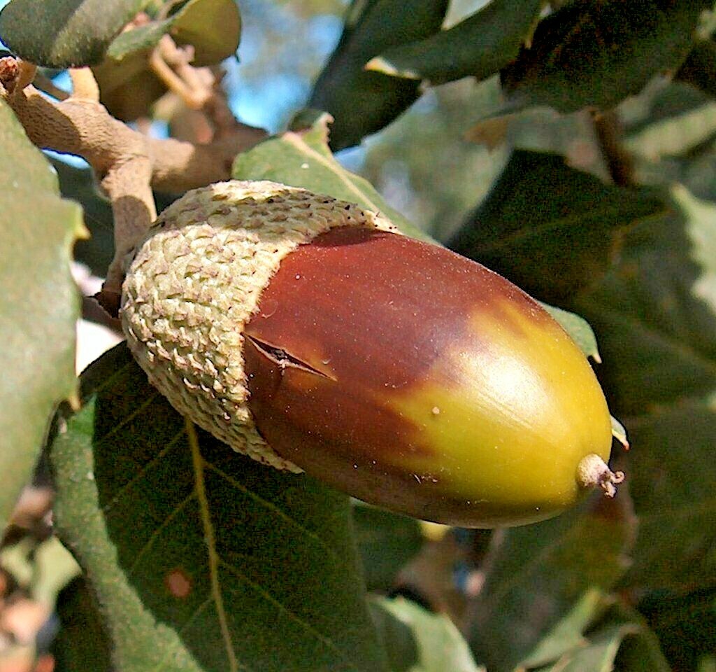 12 CORK OAK ACORNS – Quercus suber