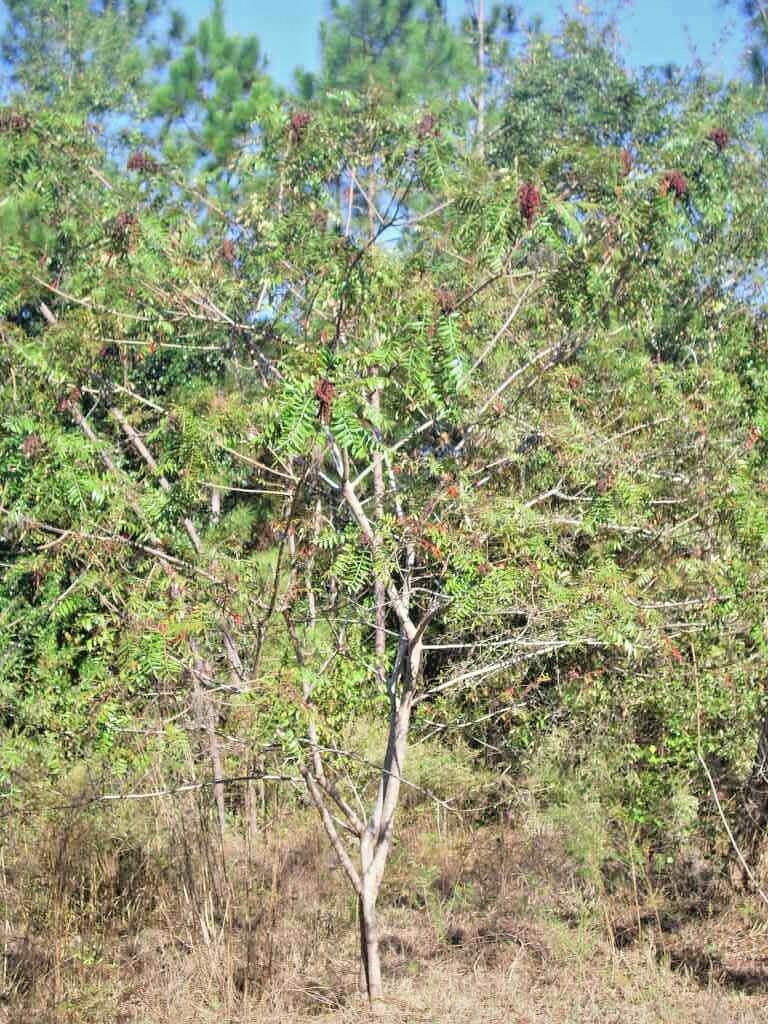 30 WINGED ( FLAME LEAF ) SUMAC SEEDS ( Rhus copallinum )