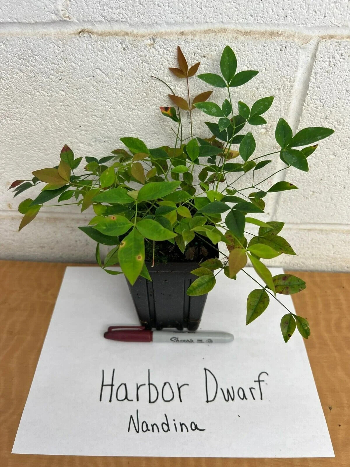 HARBOR DWARF NANDINA 4″ pot