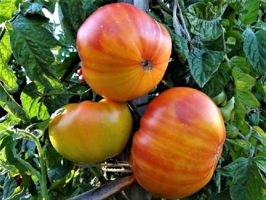 Pineapple Tomato Seeds 30 Ct Vegetable Beefsteak Heirloom NON-GMO FREE SHIPPING