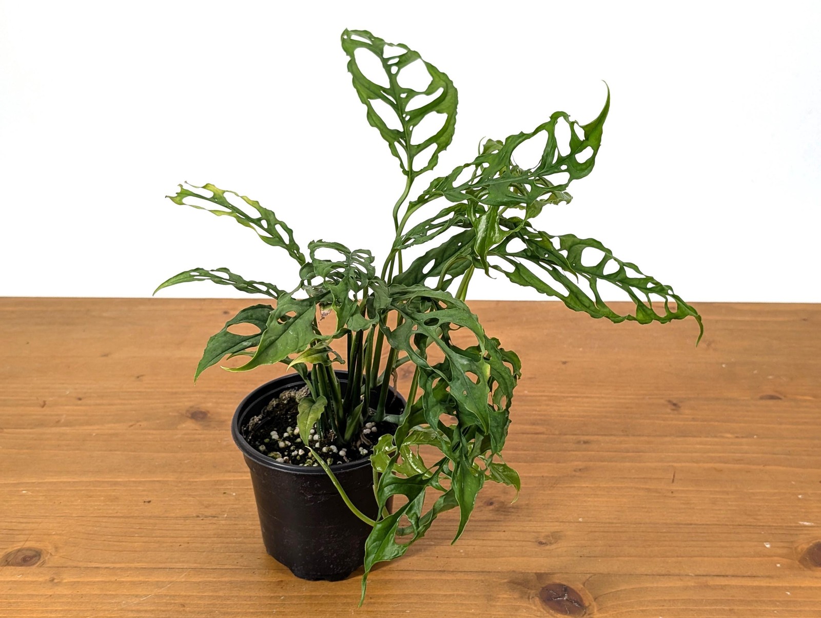 Stunning Monstera Obliqua Peru in 4 inch pot – Live Rare Tropical Aroid Great