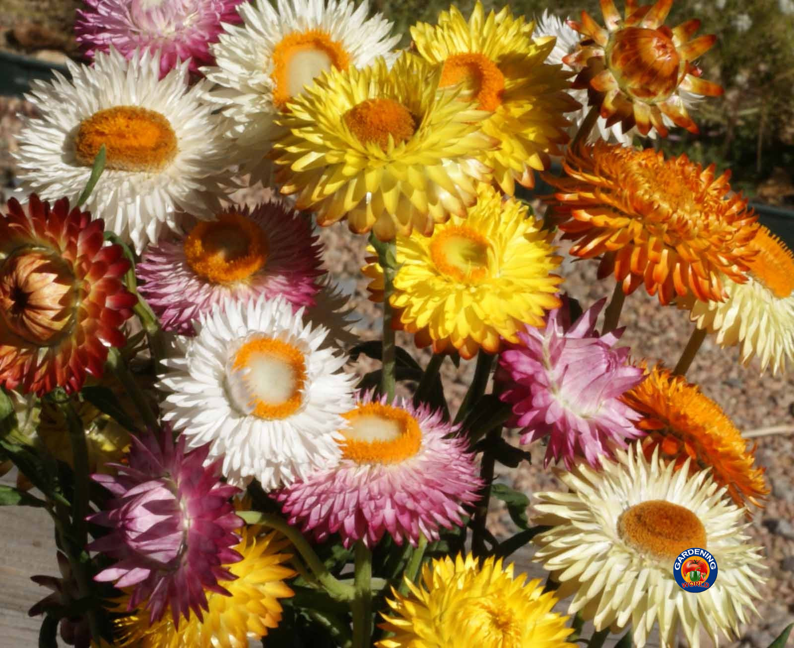 500 Strawflower Flower Seeds Dwarf Mixed Colors Helichrysum bracteatum