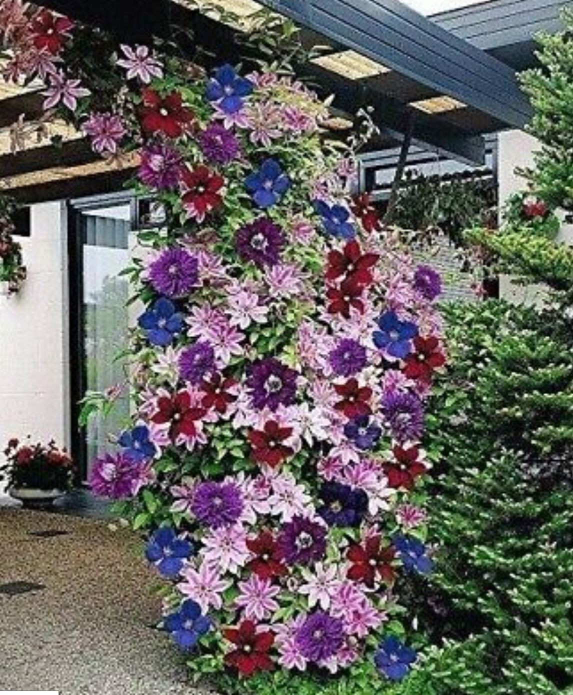 20+ Seeds Mixed Colors Clematis Beautiful Flowers Gardening