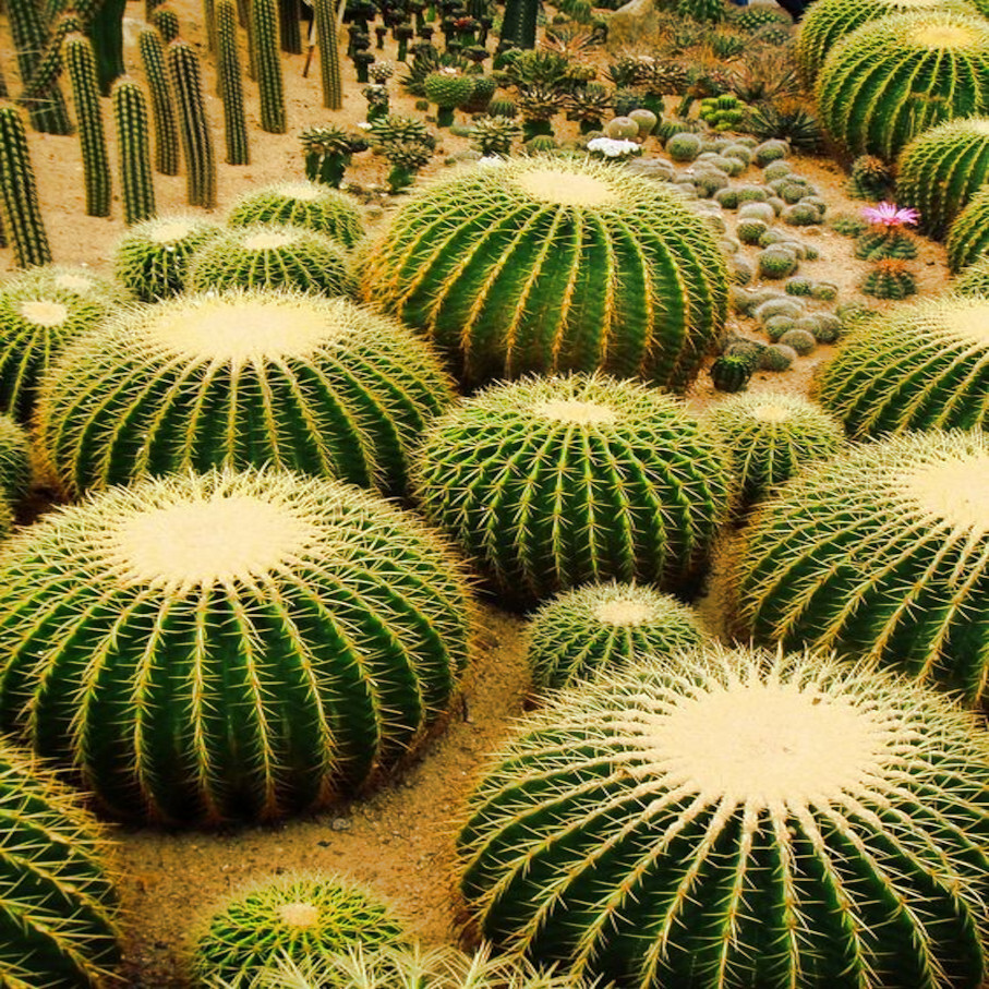25 Golden Barrel Ball Cactus Seeds Echinocactus grusonii Flowering Cacti Plant