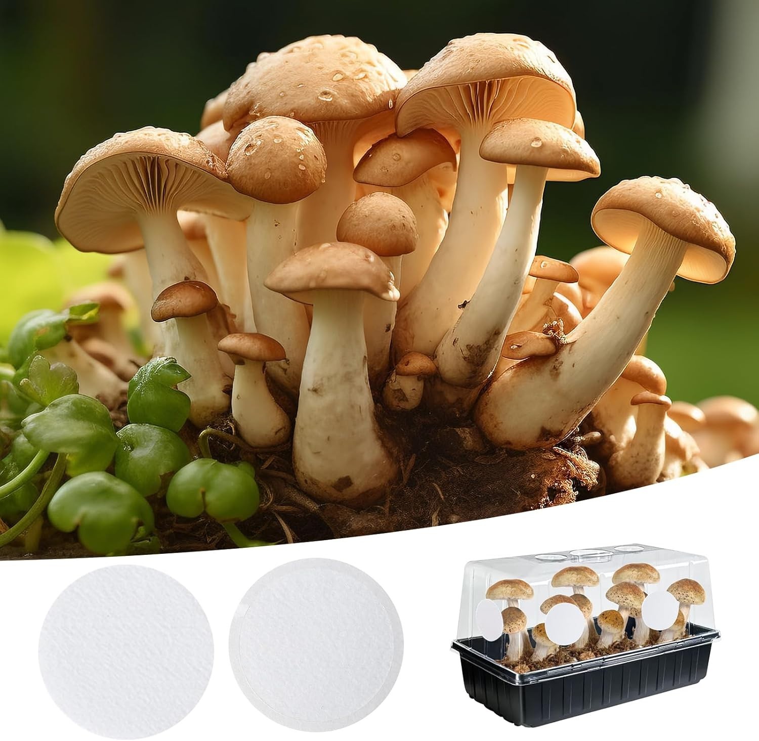 12PCS 2.5in Monotub Filter Disks – Optimal Adhesive Solution for Mushroom Growth