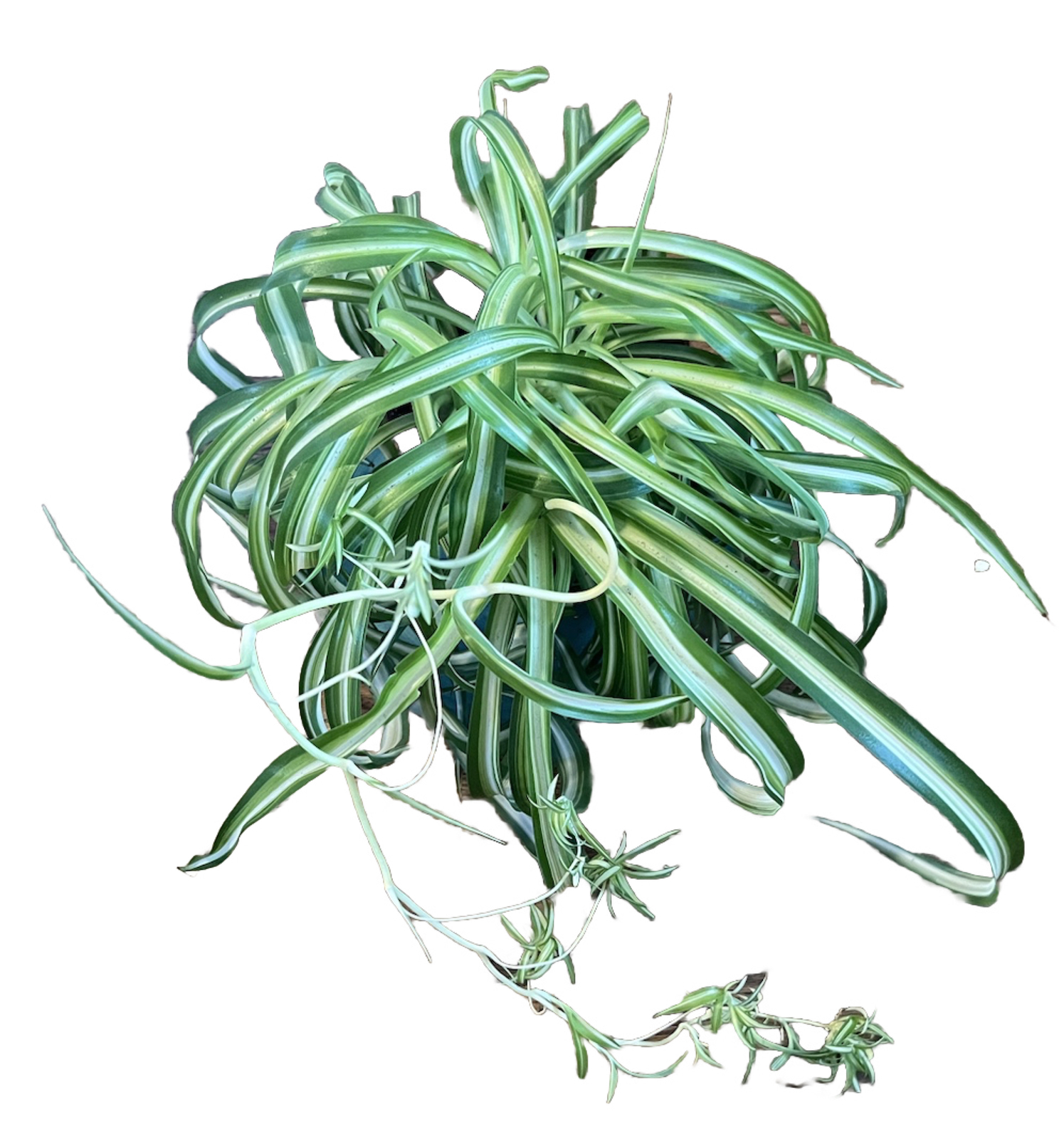 Bonnie Curly Spider ‘Chlorophytum Comosum” live Plant in 6 inch Pot w/ Soil