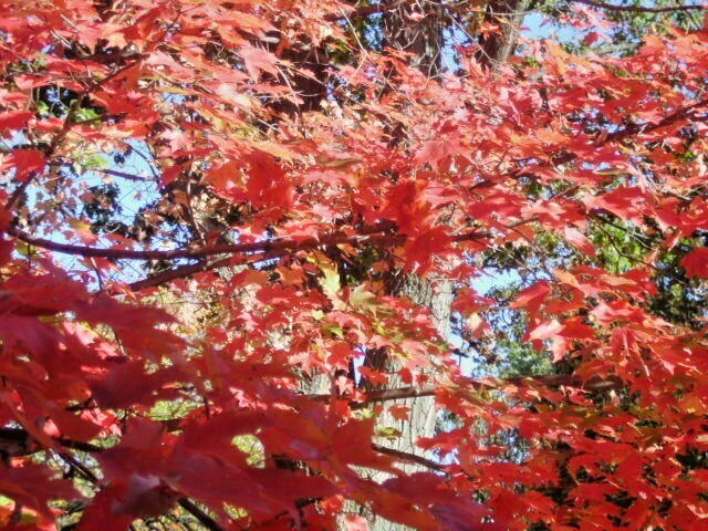 20 BONFIRE SUGAR MAPLE SEEDS – Acer saccharum ‘Bonfire”