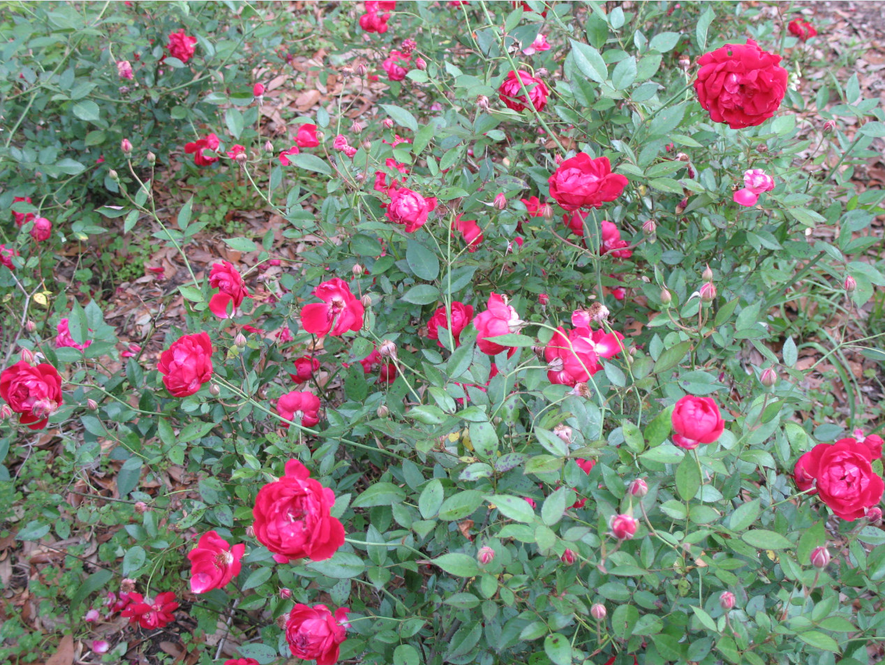 Deep Crimson Red Pink Louis Philippe Rose Live Plant 4-6″Tall 4″Pot, Ship No Pot
