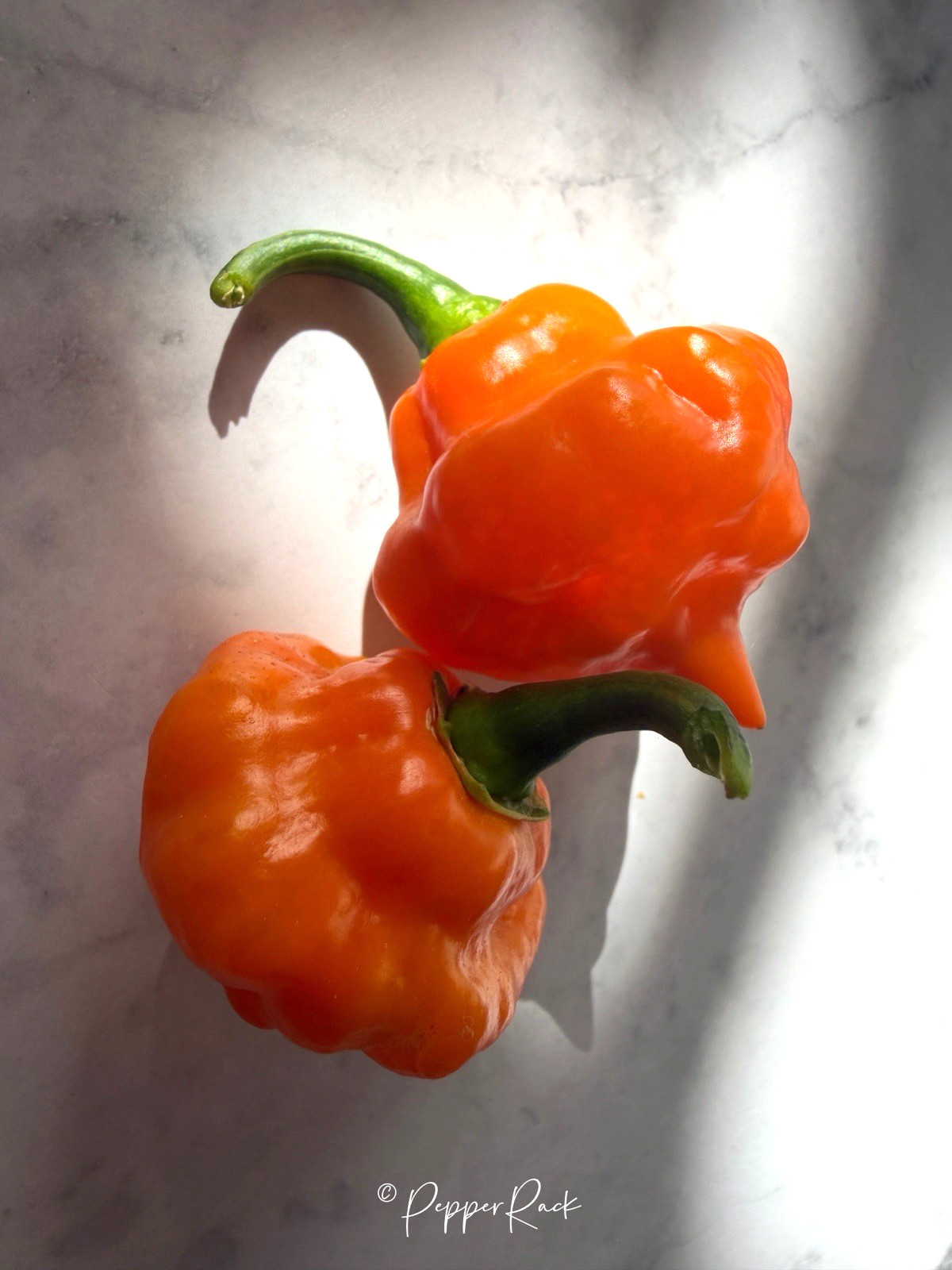 RARE✿ NEW! Guatemalan Heirloom Yellow Petenero Hot Chili Pepper 10+ Seeds