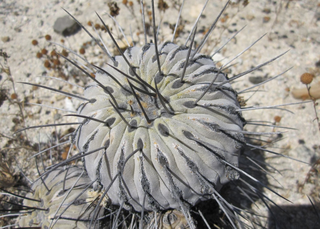 Copiapoa Species Mix 10 Seeds Free Shipping!
