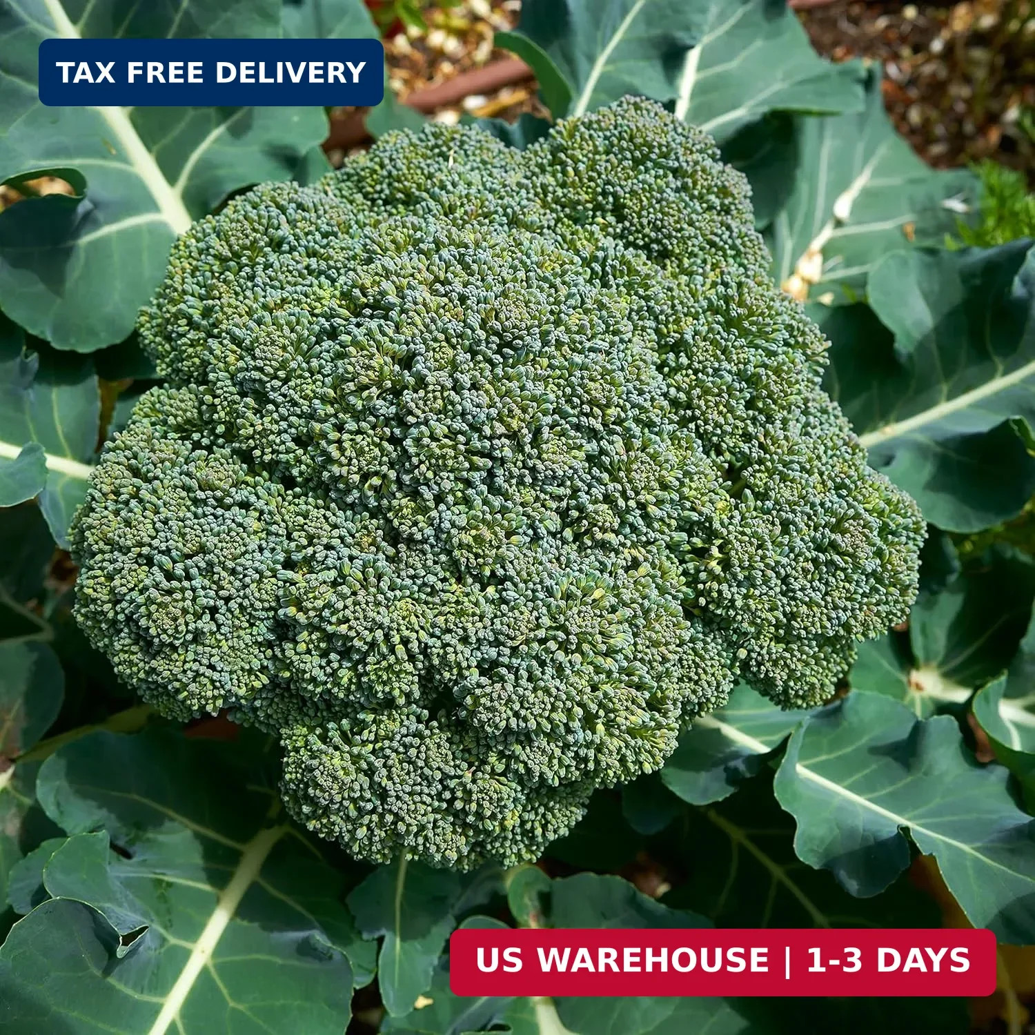 Purely Organic Broccoli Seeds (Waltham 29) – Approx 750 Seeds – USDA Organic, No