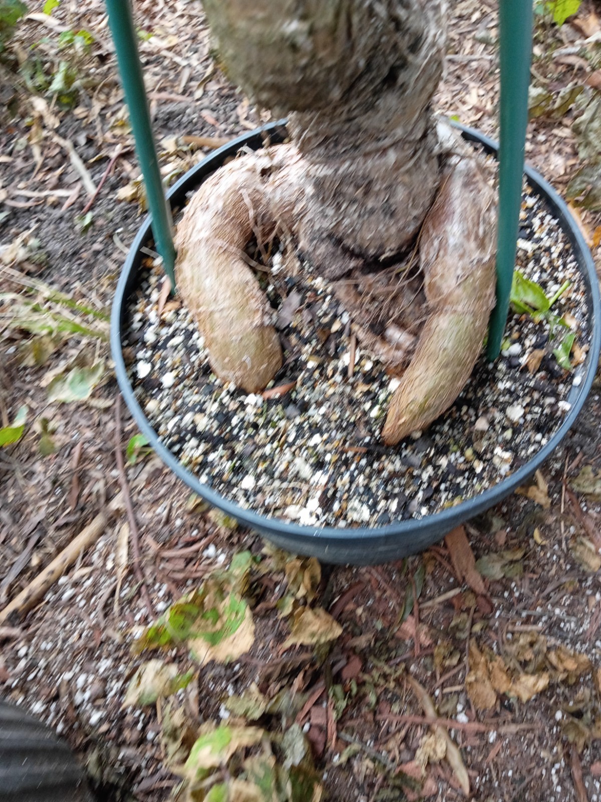 queensland australian bottle tree fully rooted potted plants