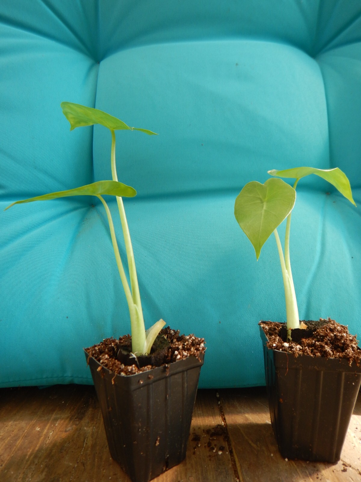 ***CALIDORA*** Elephant Ear Alocasia Live Starter Plant**COLD HARDY**GETS HUGE!