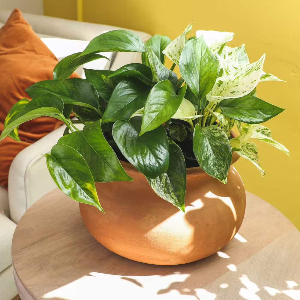 Easy Air Purifying Pothos Plants Live Indoor Houseplants Variety Pack, 4.25 In.