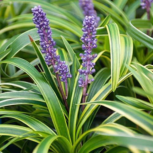 Liriope Grass, one gallon, Green/Purple