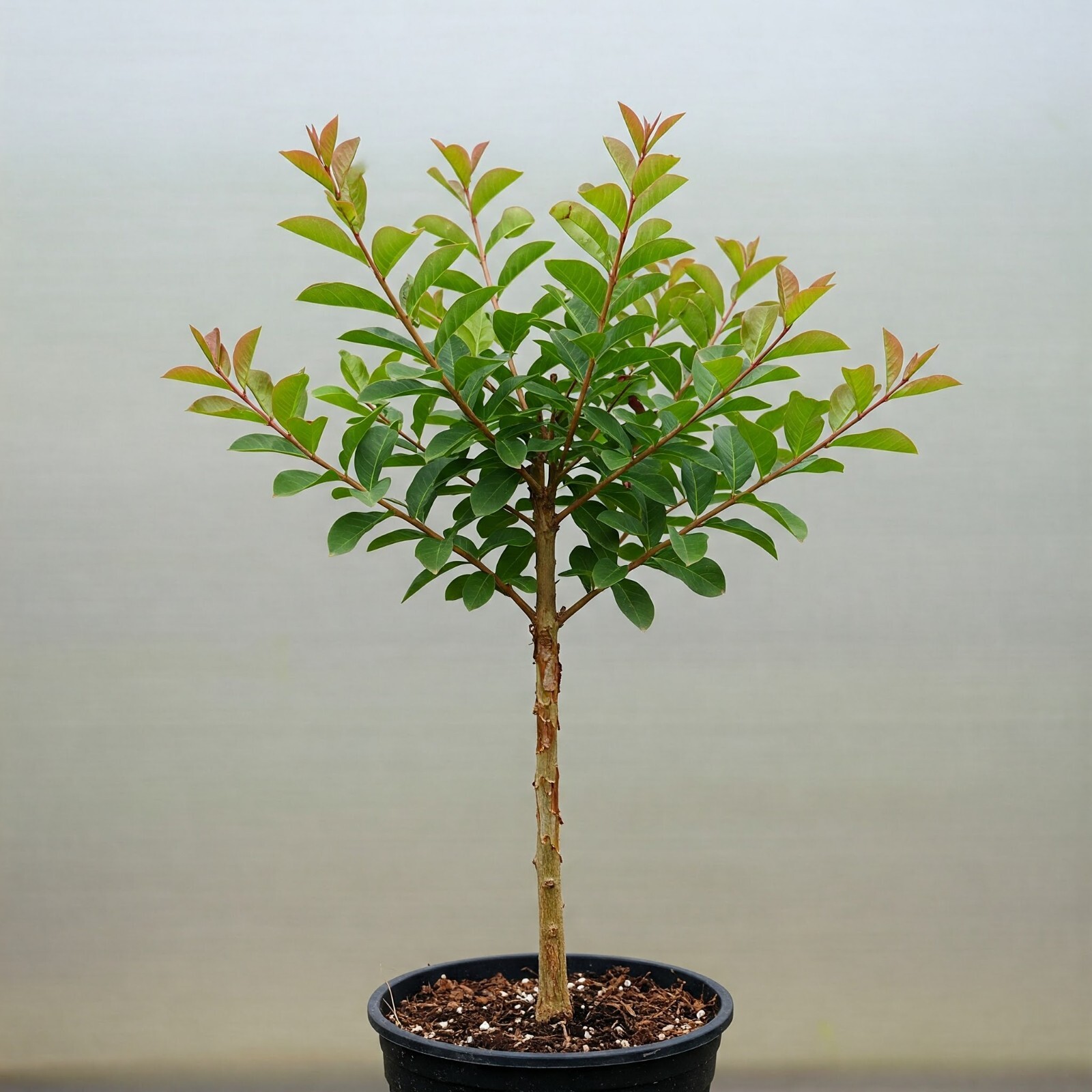 Crape Myrtle Tree Live Plant Red Fast Growing 1 Gal Pot 1-3 FT Overall Height