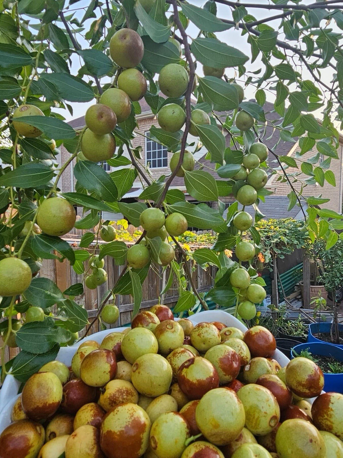 Jujube, Ziziphus Jujuba – 10 Seeds 2024 – USA