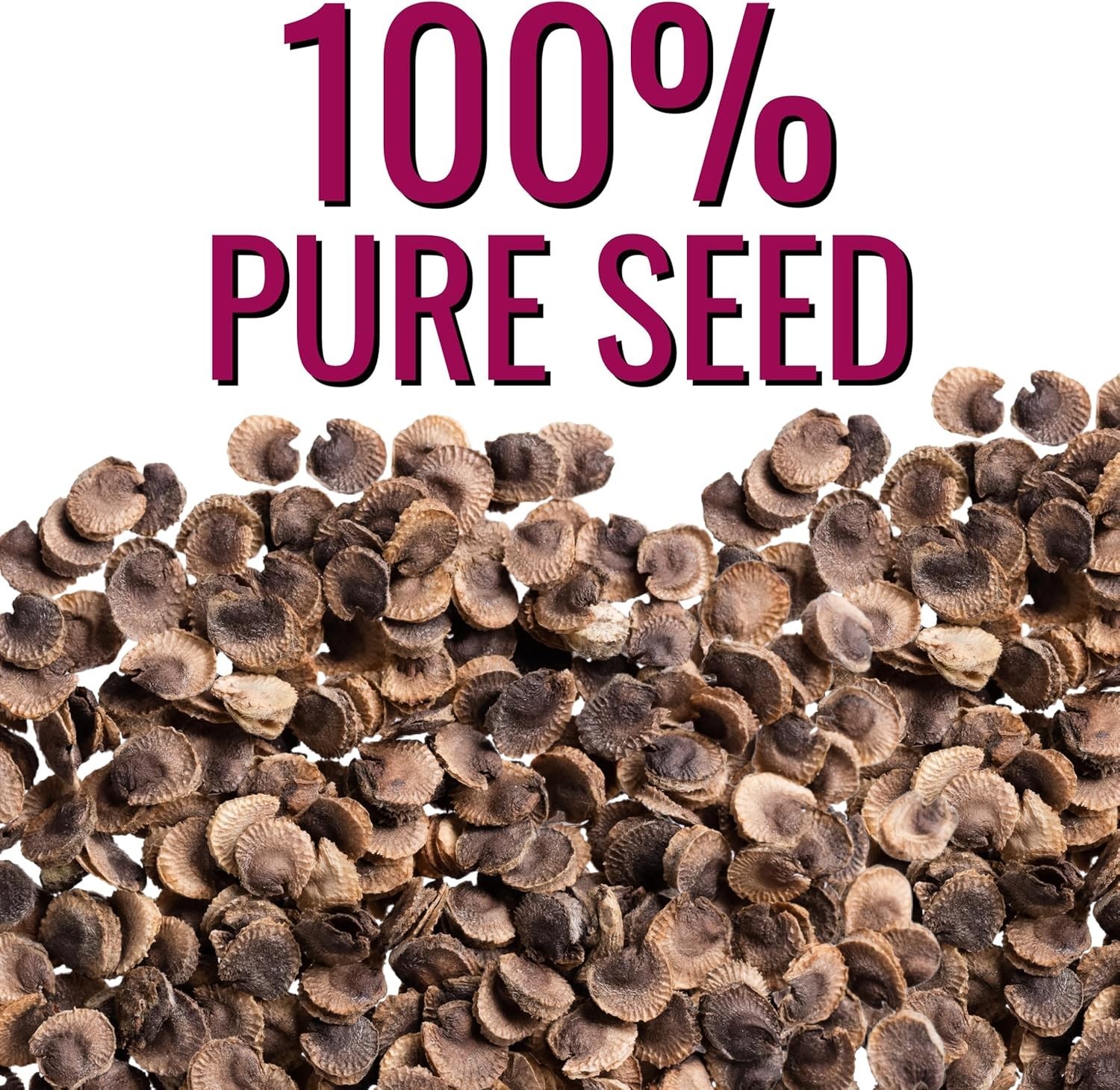 Seed Needs Hollyhock Seeds Double Majorette Blend | 1,000+ Heirloom Seeds Alc…