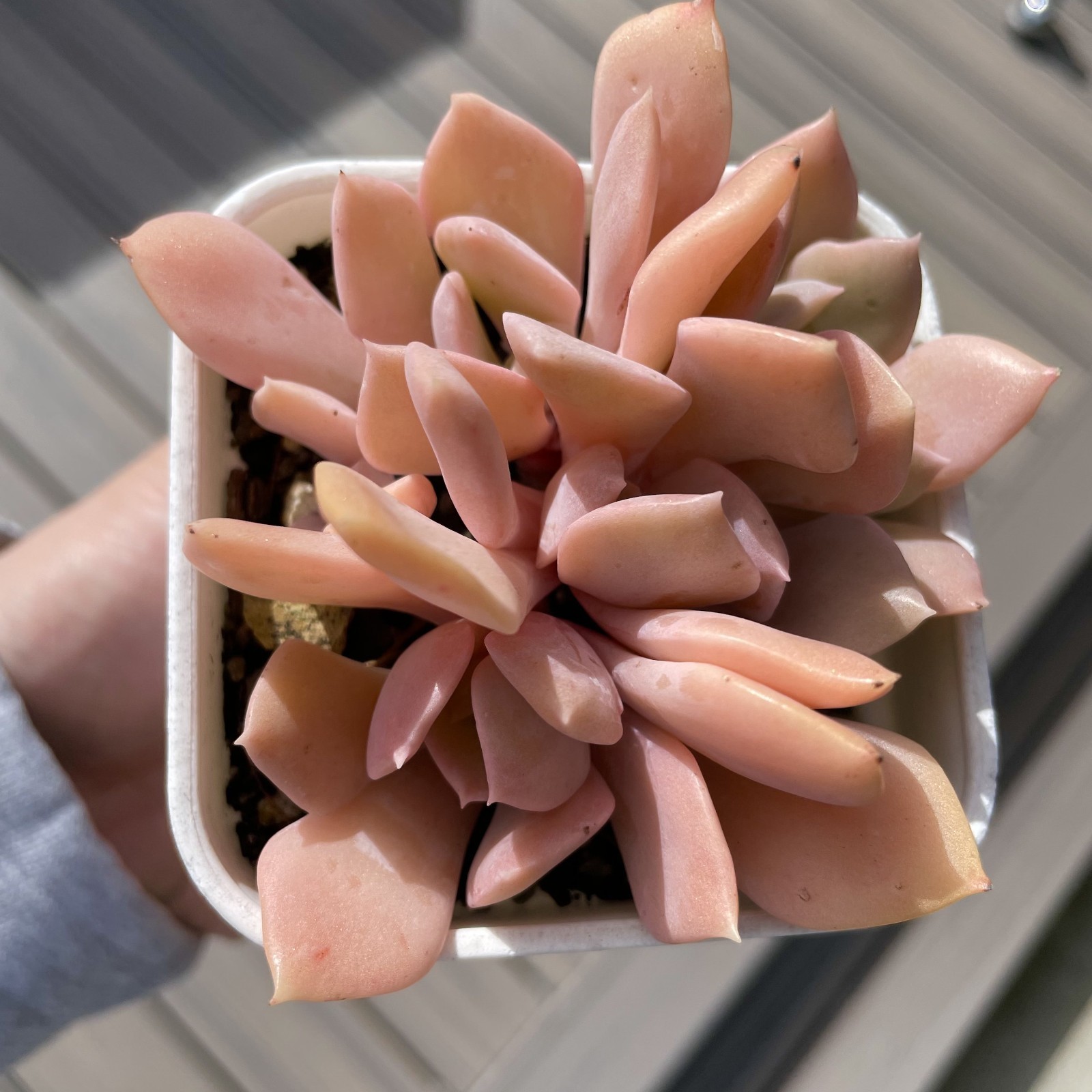 Rare Succulent Echeveria Misty Lilac 5-Head 3 Inches Pink Rooted Live Plant