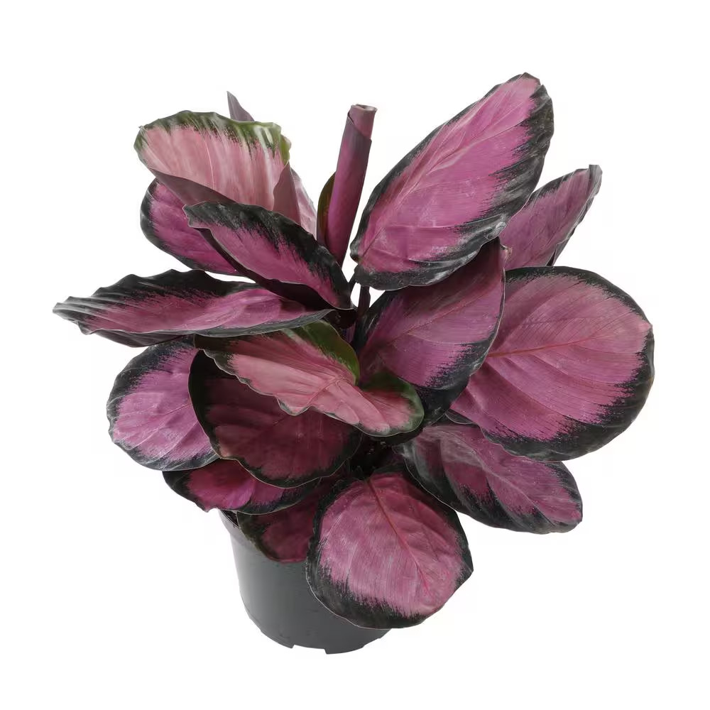 6 In. Calathea Roseopicta Rose Painted Calathea Live Purple House Plant Pot