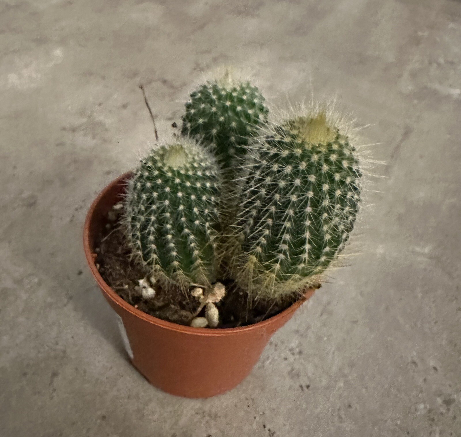🌵🌵🌵Cactus Plant 2 -3 Inches, 3 Cactus 🇺🇸USA Seller