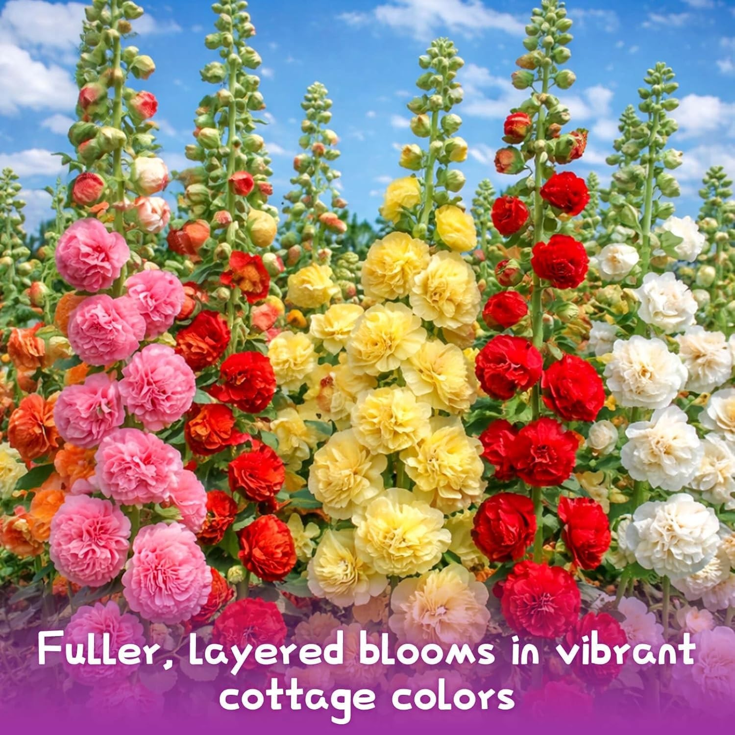 Large 3000+ Bulk Pack of Double Hollyhock Seeds – Spring to Fall Blooms