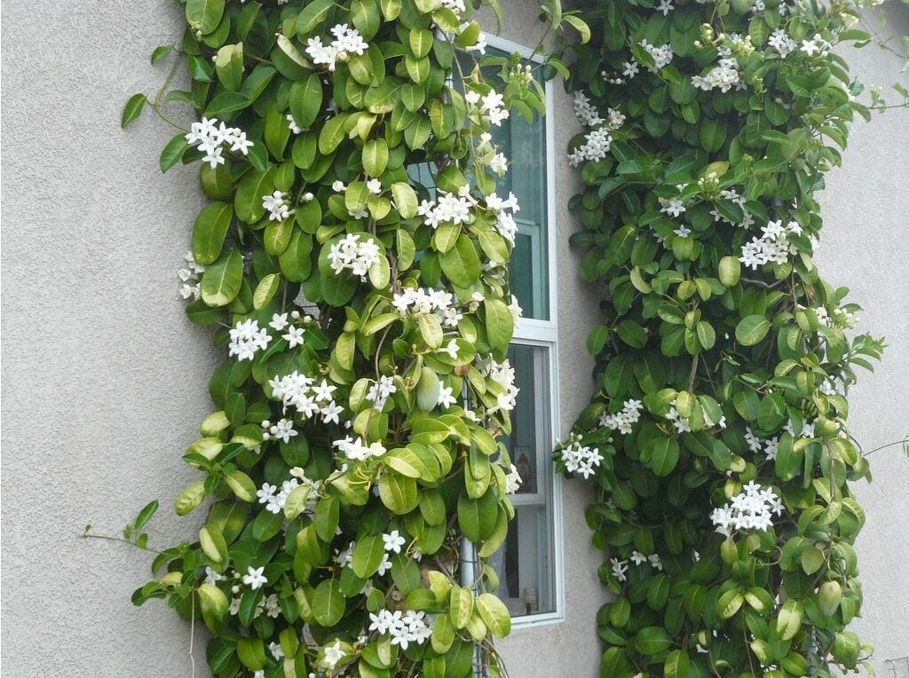 Madagascar jasmine ~GREEN LEAF STEPHANOTIS ~Small Rooted STARTER Plant~Fragrant!