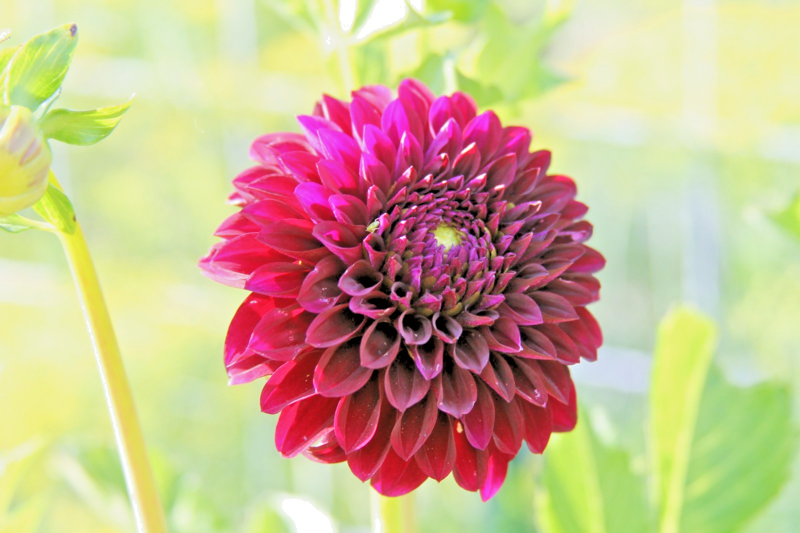 Dahlia Live Tubers Lights Out Variety Burgundy/Dark Red 5-Pack