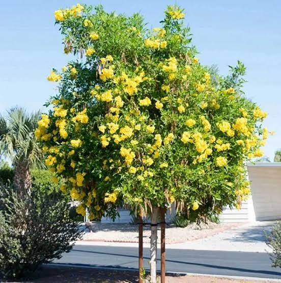 Yellow Bells Tecoma Stans – (1,000 Seeds + Detailed Growing Guide)
