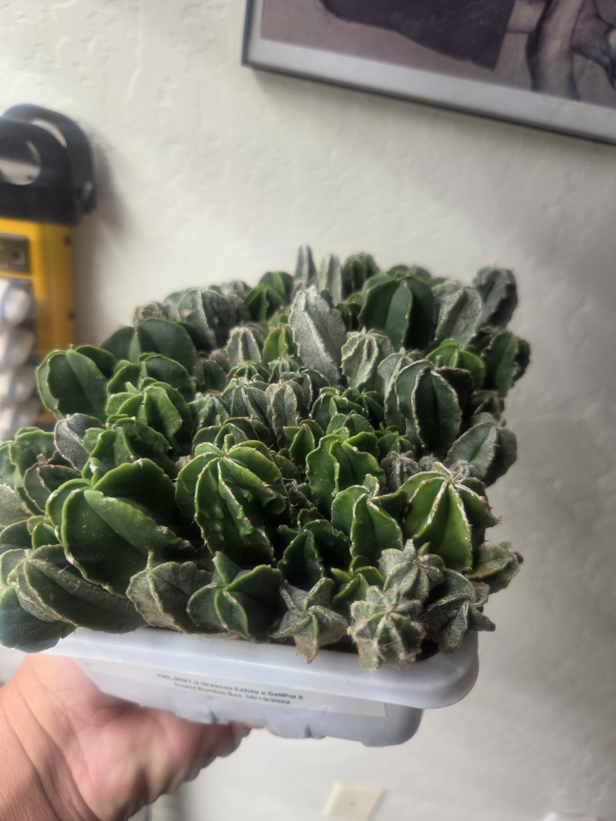 Astrophytum myriostigma hybrid mix – (Whole Tray)
