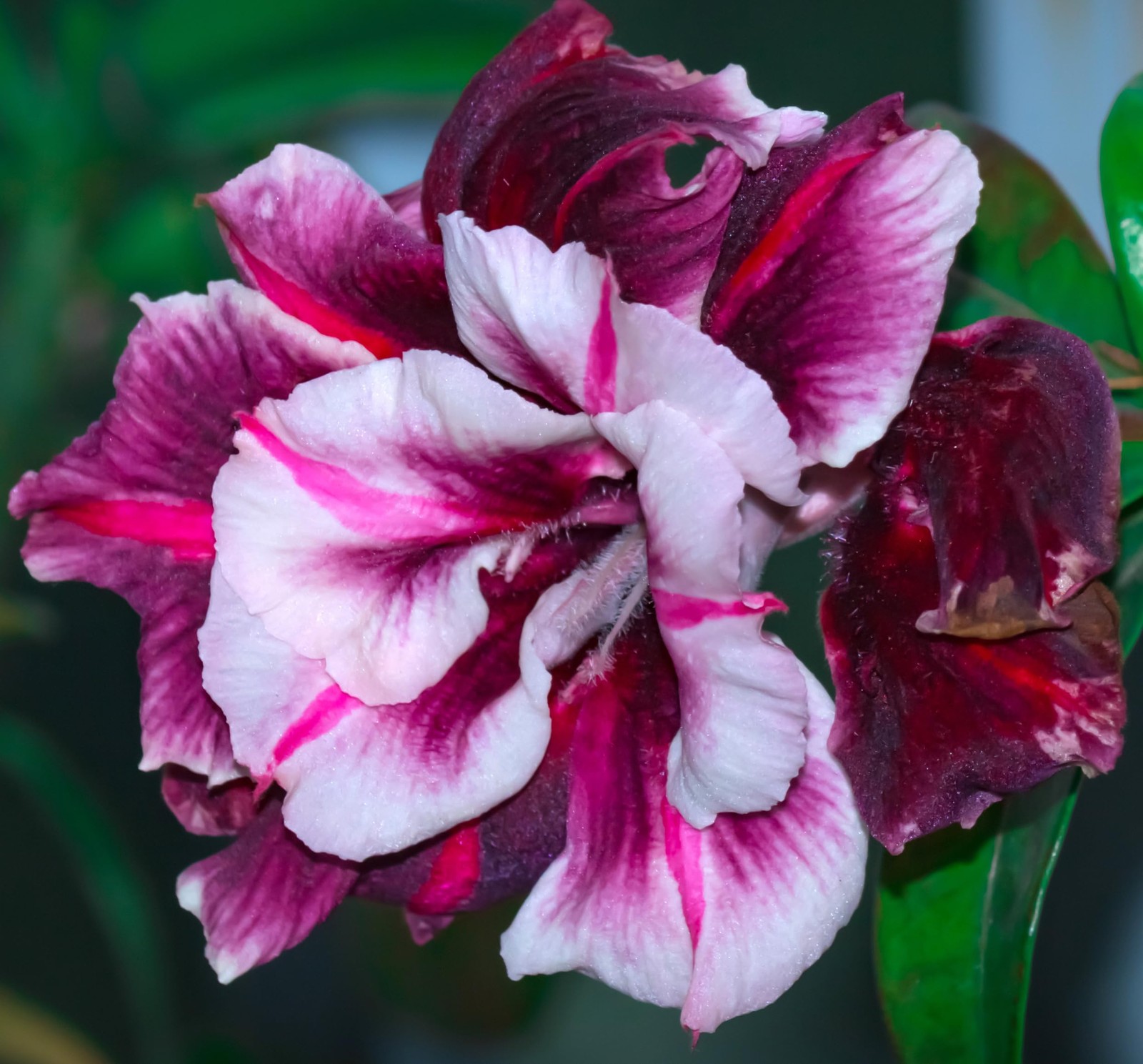 100 Desert Rose Seeds for Planting Mixed Color Ready Adenium Seeds, Natural