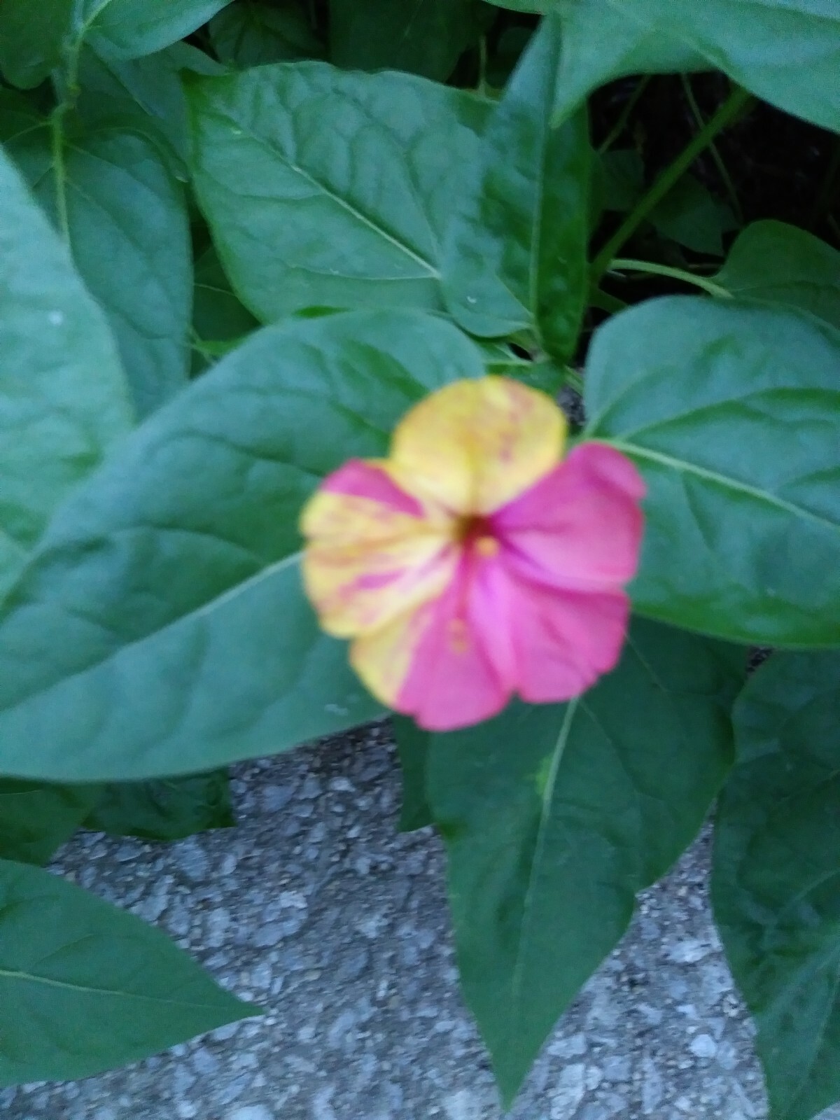 4 O’Clocks-Mix of Colors-Heirloom-Perennial-20 FRESH Seeds From My Yard in 2023